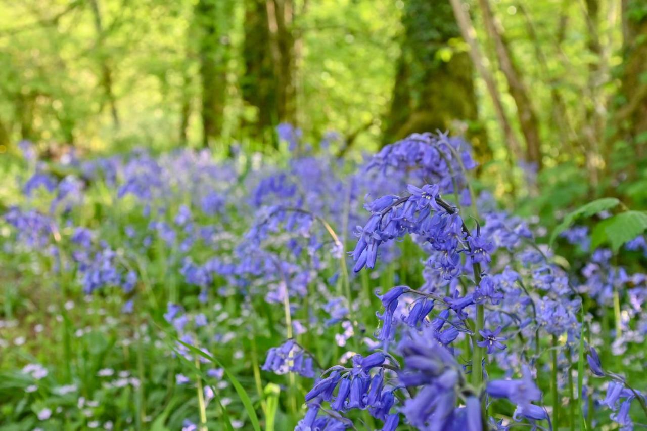 Wray Valley Moretonhampstead Εξωτερικό φωτογραφία