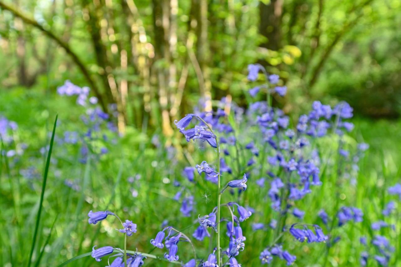 Wray Valley Moretonhampstead Εξωτερικό φωτογραφία